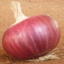بصل أريس - خريفي