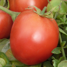 طماطم سافانا هجين