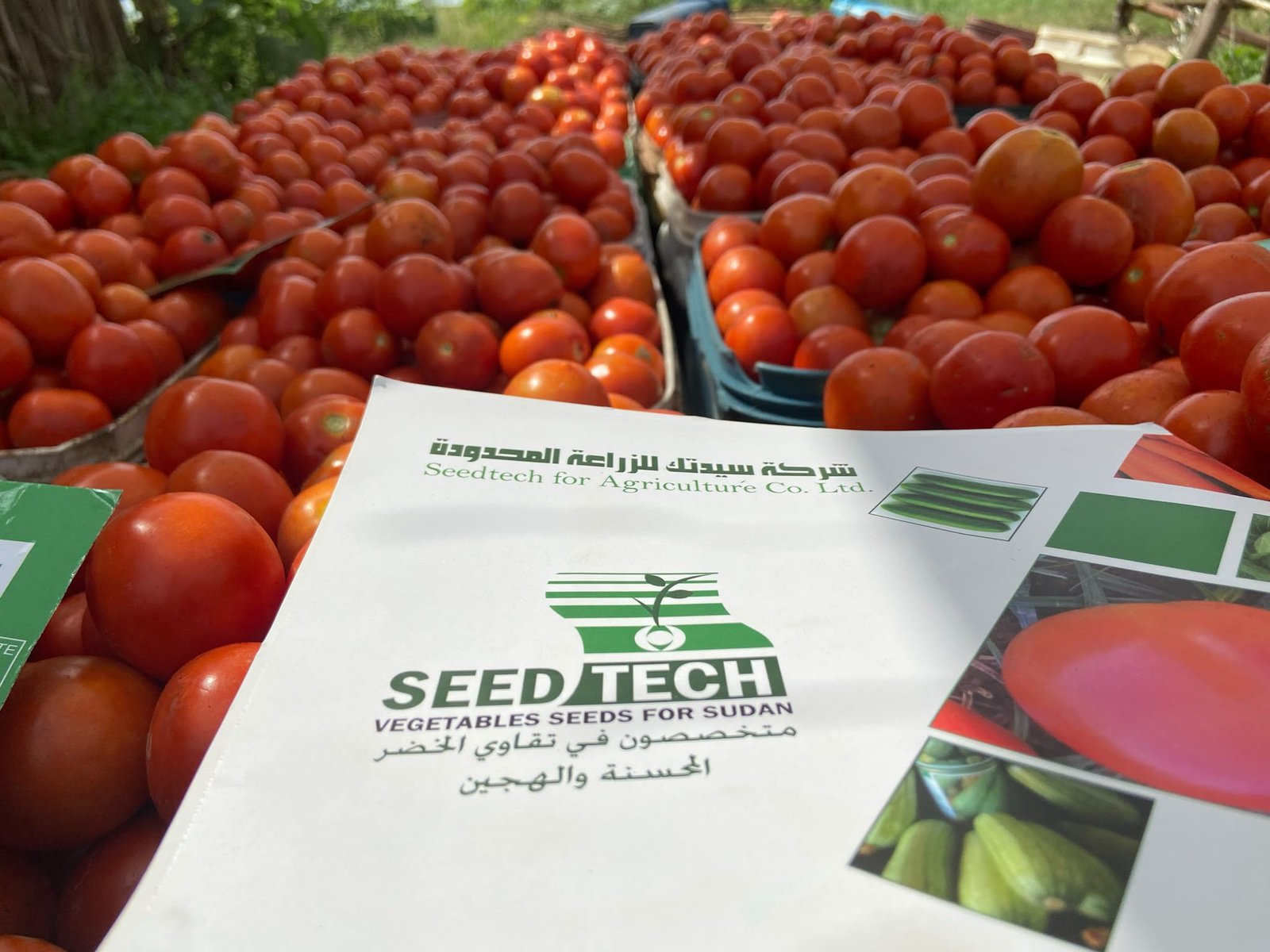 صناديق طماطم طازجة مع كتيّب سيدتك السودان